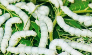 刚点完蚊香要多久蚕可以放（蚊香熏的蚕以后会怎么样）