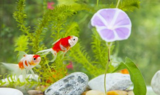 热带鱼有白点怎么办 热带鱼起白点怎么办