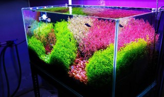 水草灯有用吗 水草灯的作用