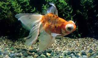 金鱼尾巴烂了用什么药 金鱼尾巴烂了用什么药治疗