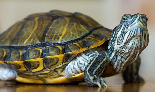 乌龟甲片翘起来了怎么办 乌龟的甲片翘起来