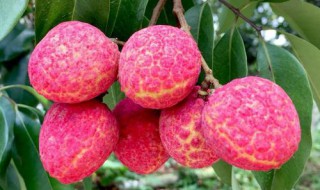 荔枝中间有条缝是什么品种 荔枝中间有条缝是什么品种图片