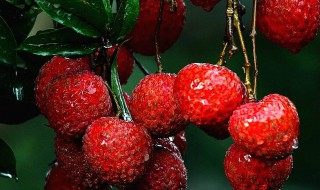 荔枝里面是红色的正常吗 荔枝里面是红色的正常吗能吃吗