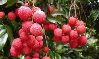 荔枝用盐水泡要去皮吗（荔枝用盐水泡要去皮吗）