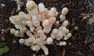 鸡腿菇出菇后怎样管理（鸡腿菇出菇后怎样管理好）