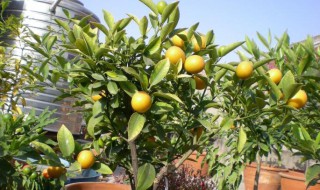 种金桔树有什么禁忌（金桔树的摆放禁忌几棵）