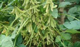 大豆的种植技术和方法 大豆的种植技术和方法以及会计科目