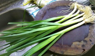 青蒜在什么样的环境中长得好（青蒜在什么样的环境中长得好呢）