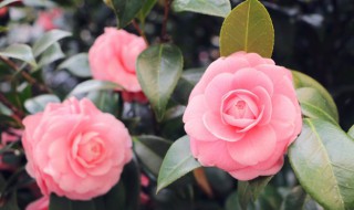 茶花怎么扦插 茶花怎么扦插生根快什么季节
