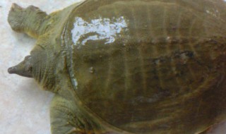 如何清洗甲鱼（如何清洗甲鱼外皮）