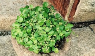 铜钱草用土种的方法 铜钱草用土种的方法有哪些