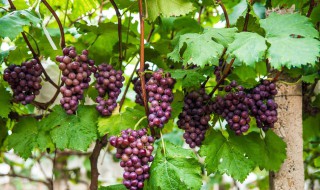 山葡萄种植与管理方法 山葡萄种植与管理方法与技术