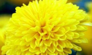 菊花代表什么花语 菊花有什么花语