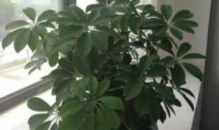 鹅掌木的风水及寓意（鹅掌木的风水及寓意长高好吗）