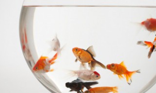 金鱼的寓意 金鱼的寓意和象征风水