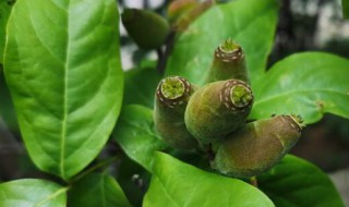 腊梅的花语 澳洲腊梅的花语