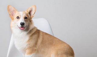 狗冲龙是什么意思（狗冲龙是什么意思煞北）