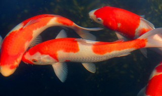 养锦鲤养几条好（养锦鲤养几条好关于风水）