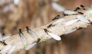 下雨天白蚁为什么会集体飞出来（晚上有白蚁飞出是不是要下雨）
