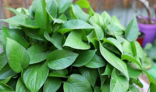 好养殖的花卉（好养殖的花卉品种）