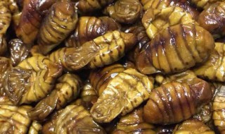 活蝉蛹怎么存放（活蝉蛹怎么存放不会坏）