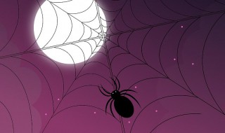 如何驱赶蜘蛛 驱赶蜘蛛的最好办法