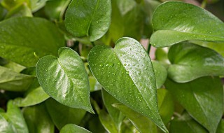 绿萝要修剪吗 绿萝是否需要修剪