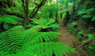 热带雨林的植物有哪些（热带雨林的植物有哪些可以吃）
