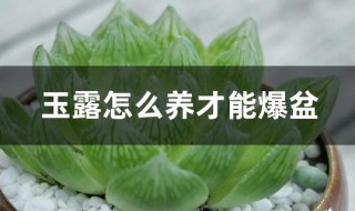 玉露怎么养才能爆盆（玉露怎么能养爆盆呢）