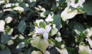 白花紫露草的功效与作用（白花紫露草的功效与作用主治）