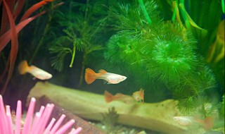 孔雀鱼生小鱼前兆是什么 孔雀鱼生小鱼的前兆