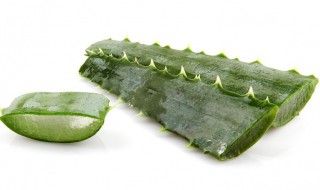 芦荟的养护方法 芦荟养护方法介绍