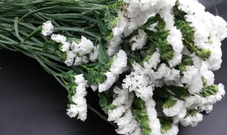 白色勿忘我的花语是什么（白色勿忘我的花语是什么,象征了什么?）