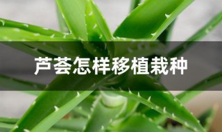 芦荟怎样移植栽种（芦荟怎样移植栽种好）
