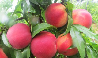 桃树病害 桃树病害防治用药方案