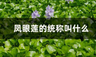 凤眼莲的统称叫什么（凤眼莲的统称叫什么名字）