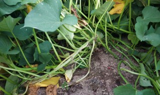 地瓜秧苗怎样栽培（地瓜秧苗怎样栽培好）