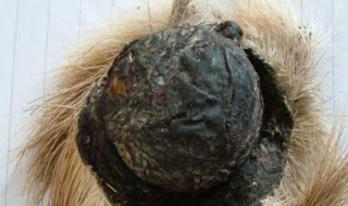 麝香是什么东西 麝香是什么东西提取的