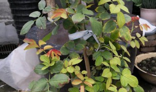 盆栽月季花叶子发黄是怎么回事 刚种的月季花叶子发黄是怎么回事