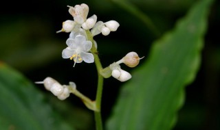 杜若的花语和寓意（杜若的花语和寓意是什么）