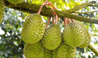 北方种植榴莲树的注意事项（南方种植榴莲需要注意什么）
