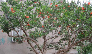 石榴树不开花不结果是什么原因（石榴树为什么不开花结果呢?）