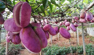 八月瓜的籽能吃不 八月瓜籽为什么不能吃