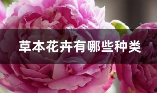 草本花卉有哪些种类（草本花卉有哪些种类图片）