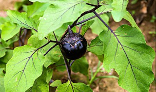 茄子的生长过程 茄子的生长过程视频