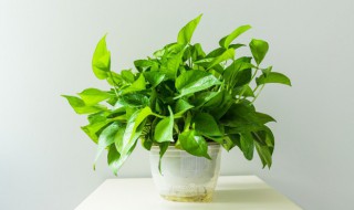 喜水的植物花卉有哪些 喜水的植物花卉有哪些种类