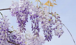 紫藤花和紫槐花的区别（紫藤花和紫槐花的区别在哪里）