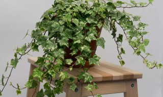 喜阳植物盆栽有哪些 喜阳植物盆栽有哪些品种