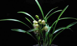 兰花黄叶黑尖怎么处理（兰花叶黑尖怎么办）