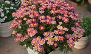 玛格丽特花谢后怎样修剪 玛格丽特花谢后需剪吗